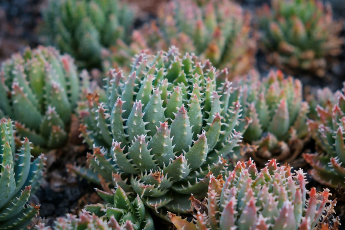 Aloe nobilis